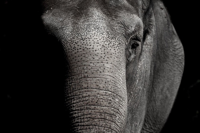 Elderly man dies after attack by wild elephant in Lahad Datu