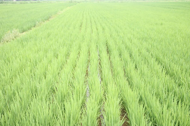 Govt targets 30% cut in imported seed dependence by 2040
