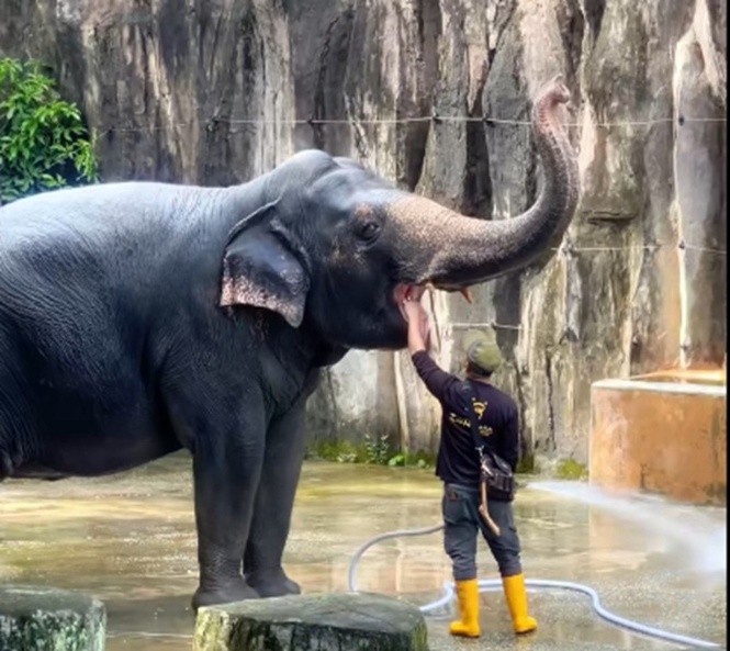 Zookeeper’s bath time with elephant Siti wins hearts online (video)