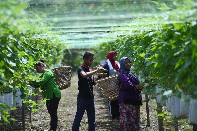 Jerebu berlarutan: Tanaman sayur berisiko terbantut, kos petani meningkat