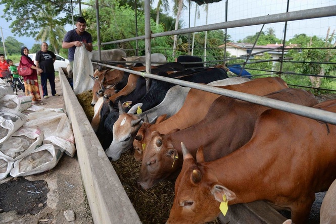 Belanjawan 2027 perlu fokus pendapatan petani, penternak
