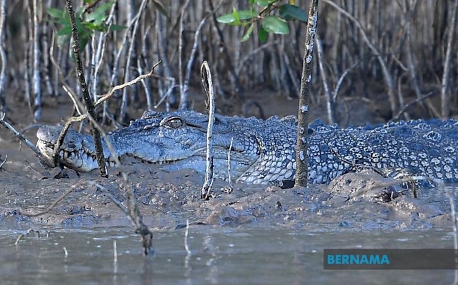 Warga emas cedera diserang buaya ketika menjala udang