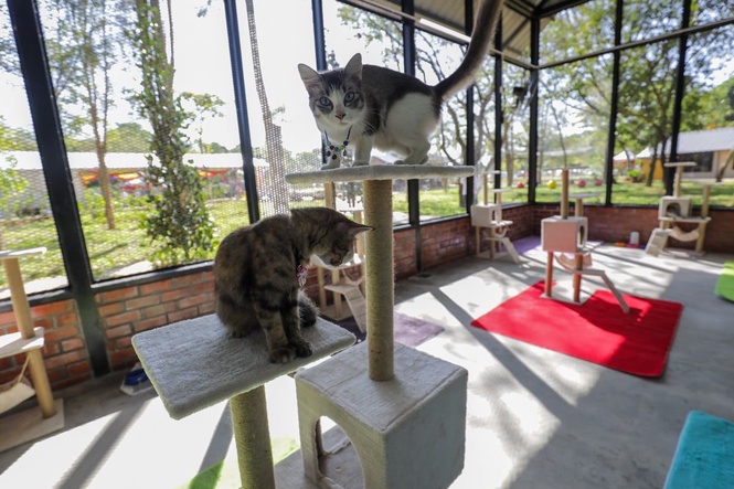 Taman Kucing Cyberjaya selamatkan 235 kucing, jadi tarikan sukarelawan, pelancong