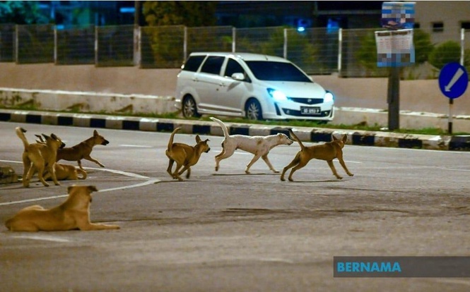 Kerjasama antara agensi dapat merealisasikan penempatan khas anjing liar