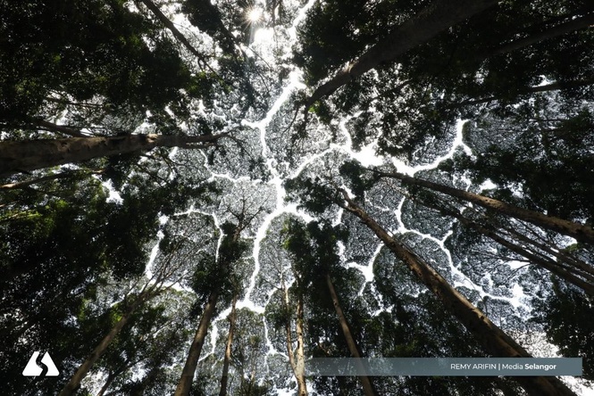Setahun diiktiraf UNESCO, FRIM Forest Park terima 270,849 pelawat