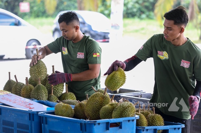 Harga durian jatuh: PM bawa isu akses pasaran ke China bulan depan