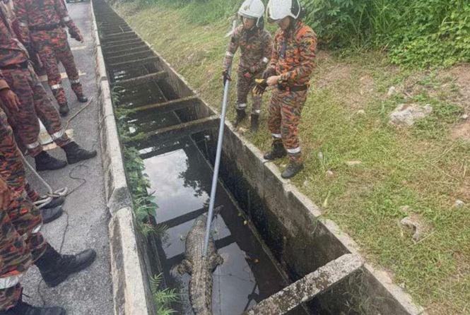 Buaya lebih tiga meter terperangkap dalam longkang di Sungai Manggis