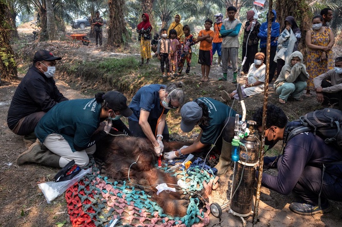 Kebakaran hutan Kalimantan Timur hampiri pusat pemulihan, 11 orang utan dipindahkan