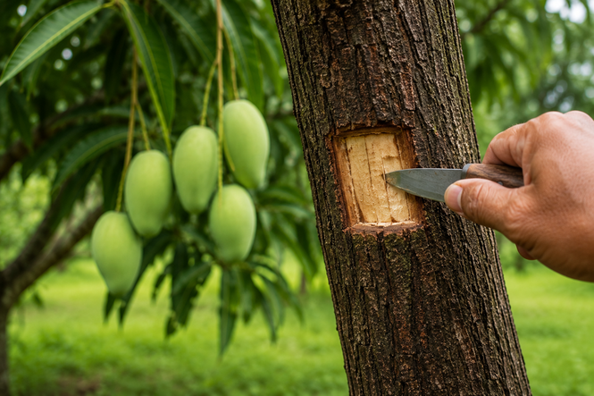 Pokok mangga tak berbuah, benarkah perlu ditakik?