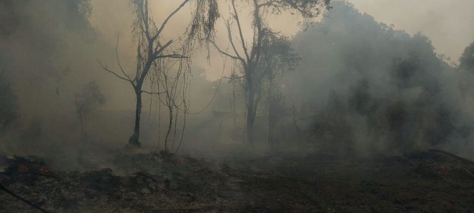 About 2.4ha of FRIM forest in Bidor catches fire