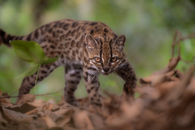New cat species identified in Bolivia, first in over a century