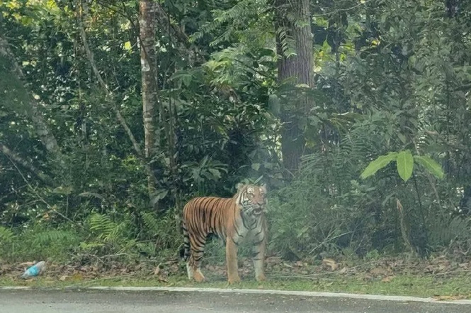Harimau belang dikesan di laluan Bukit Fraser, Perhilitan pasang perangkap kamera