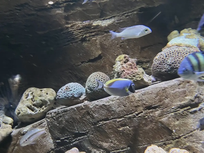 Akuarium Tunku Abdul Rahman AkuaTAR marine aquarium Batu Maung Penang