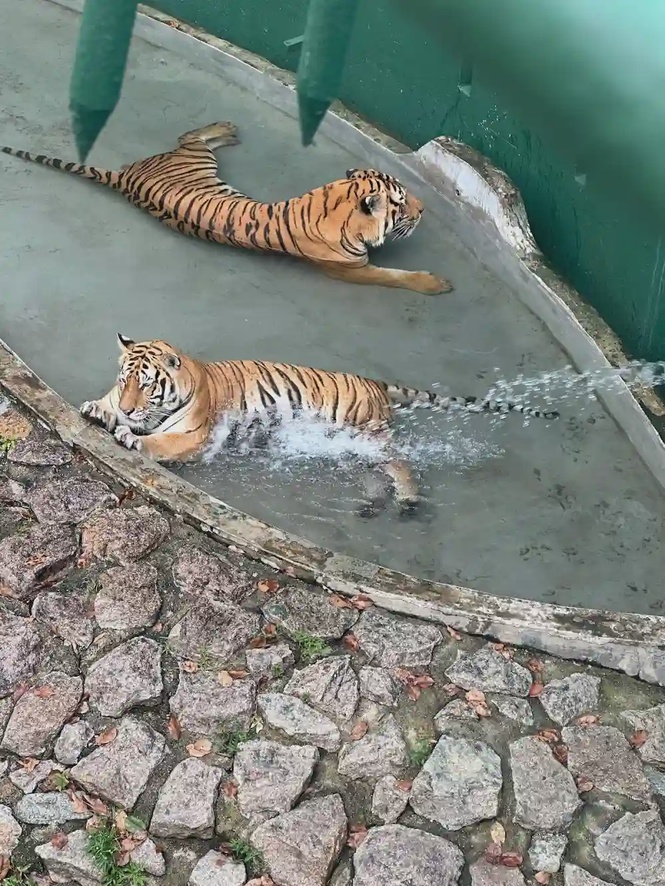 Johor Zoo Taman Istana Johor Bahru animals