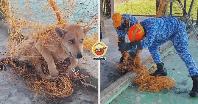 【对不起,谢谢你🥺】流浪狗跟球网“纠缠不清”,一脸无辜等APM解救!