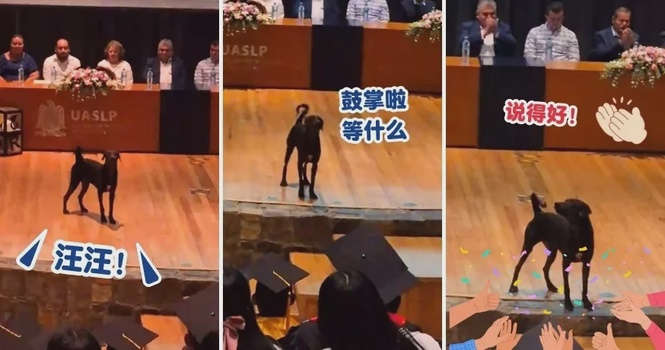 【下面让我汪两声🐶📢】狗狗乱入大学毕业典礼『上台发表感言』,获得全场热烈掌声!👏(内附影片)