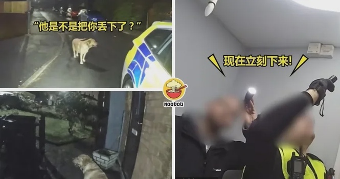 【意外立下大功🤣】男子逃亡时丢狗就跑,它直接带警察『回家抓人』!(内附影片)