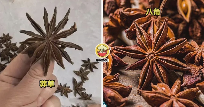 【竟然有剧毒!】孩子数“八角”数出13个角,一时好奇心救了全家!(内附影片)