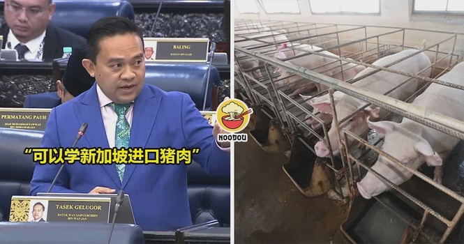 旺赛夫建议『关闭全国养猪场』,学新加坡进口猪肉!