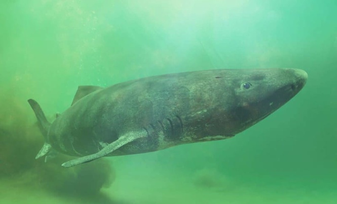 Image from: The “392-Year-Old Shark” Story Is Everywhere Online, But Researchers Say Its Age Isn’t What You Think