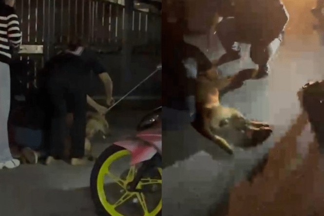 Image from: Datuk Bandar Klang Tegaskan Operasi Tangkap Anjing Liar Ikut SOP