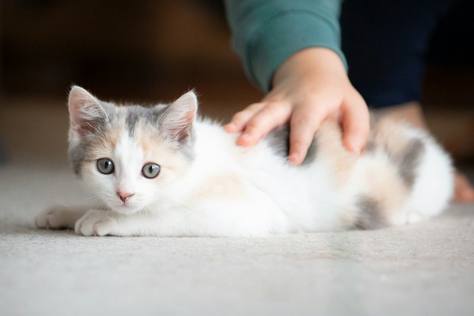 Living With Cats Did Not Worsen Children’s Asthma in Large Study