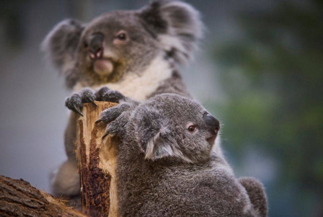 Image from: New species of big-lipped koala identified in Western Australia