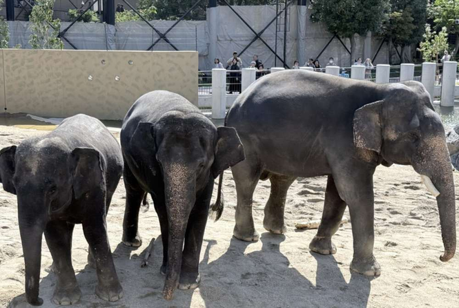 Image from: Dara, Amoi and Kelat to remain in Japan for 25 years under zoo agreement, Taiping council says