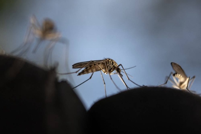 Image from: Why are some people mosquito magnets? Clues are emerging