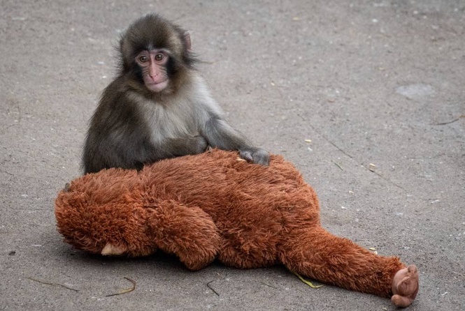 Image from: Japanese zoo may ban photography near viral monkey Punch's enclosure
