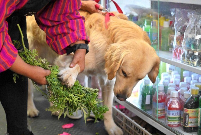 Image from: Cleaning the chakras of Ecuador's cats and dogs