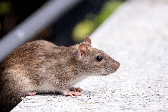 Image from: Hantavirus not new pandemic threat but risks should not be ignored - Specialist