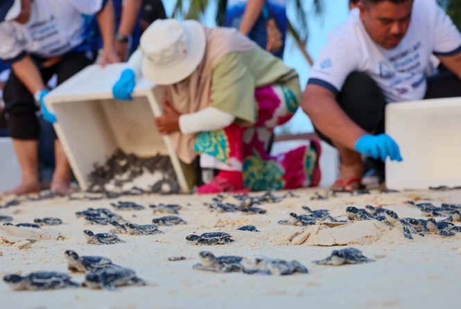 Image from: Over 757,000 baby turtles released in Terengganu as conservation efforts show results