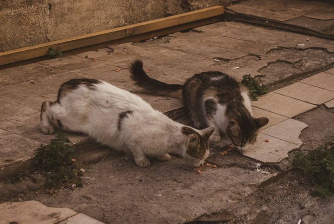 Image from: Brutal cat meat trade thrives in Indochina, prosperity, good health fuel demand