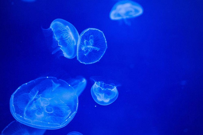 Image from: Warmer seas fuel growth of jellyfish blooms, says expert