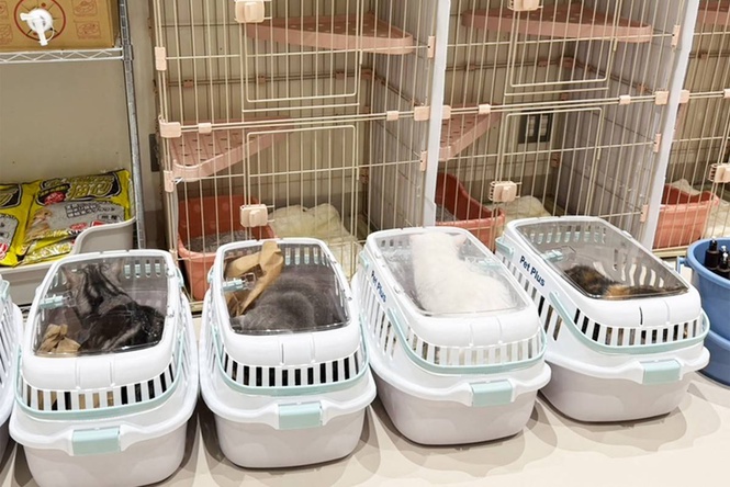 Image from: Twenty-five cats escape Japan mall damaged by quake