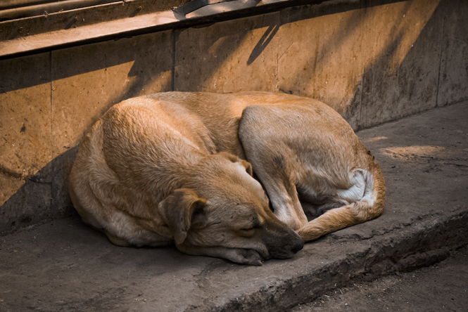Image from: MBDK hands over dog death incident probe to police