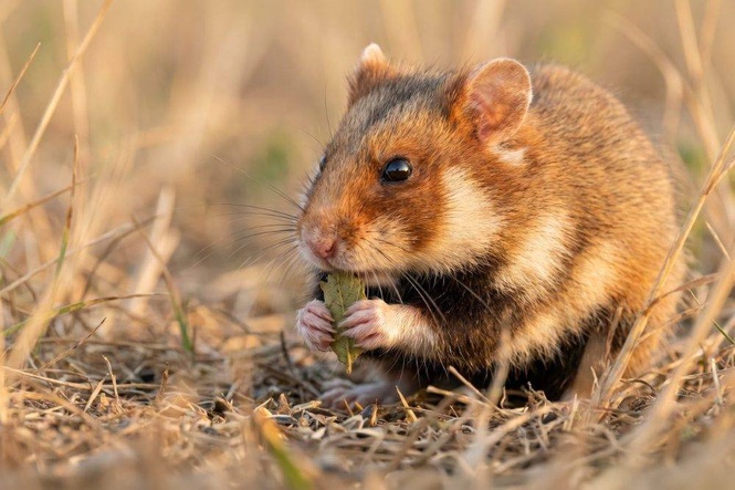 Image from: Man arrested over killing of 30 hamsters at hotel, second such case in months