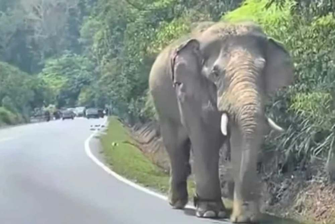 Image from: Injured elephant Sulong moved to Kenyir Lake for treatment