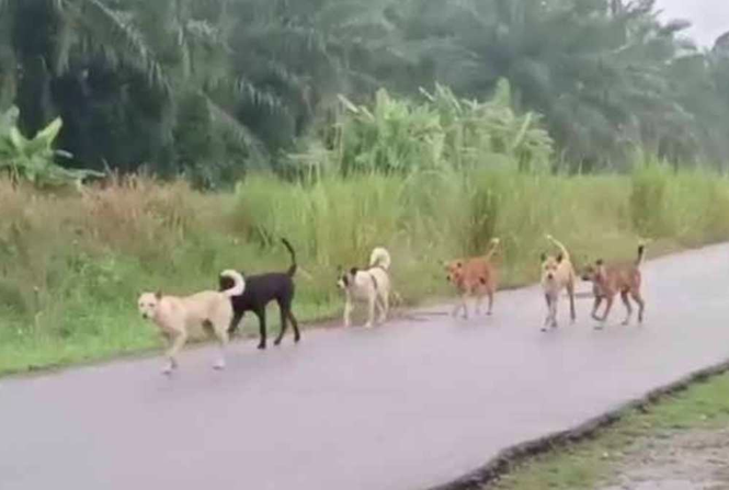 Image from: Child's stray dog attack still haunts aunt