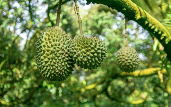 Image from: When a durian orchard becomes a holiday destination