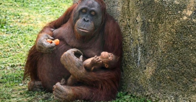 Anak Orang Utan Borneo Terancam Dilahirkan Di Zoo Madrid