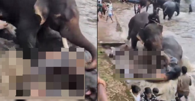 Dua Gajah Tiba-Tiba Bergaduh Ketika Dimandikan, Hempap Seorang Wanita