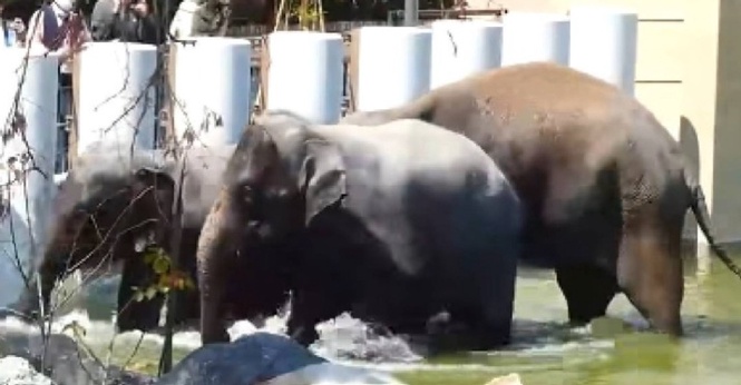 Tiada Unsur Komersial Dalam Perjanjian Tiga Gajah Ke Jepun - MPT