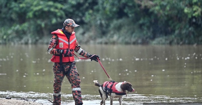 Bomba Jelas Sebab Khidmat Anjing Pengesan K9 Tidak Diguna Dalam SAR Jaslinda