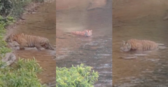 Perhilitan Sahkan Terima Aduan Kemunculan Harimau Malaya Di Gua Musang