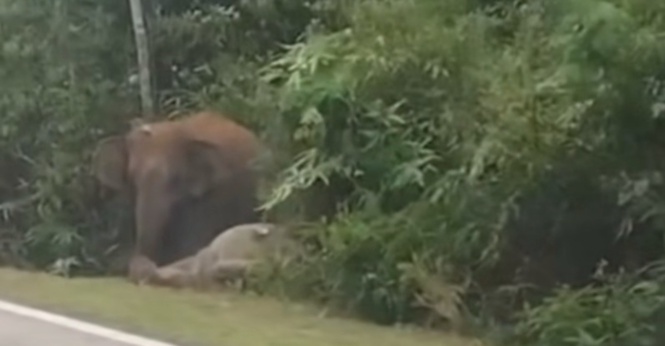Lelaki Cedera Kereta Dipandu Terlanggar Anak Gajah