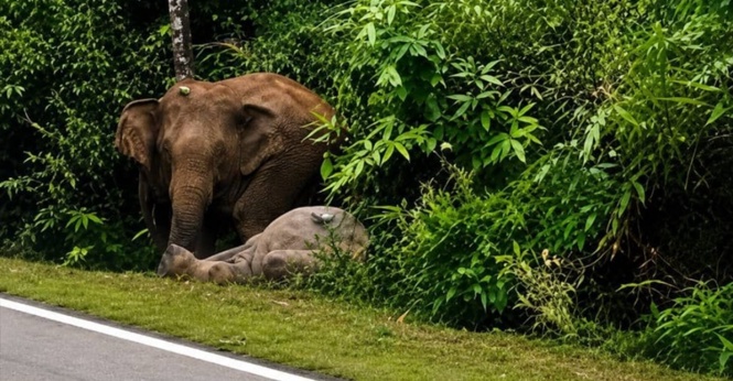 Tragedi Gerik Berulang, Ibu Gajah Enggan Berganjak Tujuh Jam Selepas Anak Mati