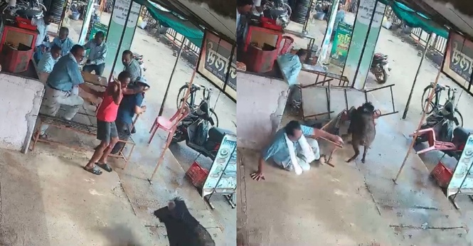 Suasana Cemas, Babi Hutan ‘Serbu’ Gerai Teh Hingga Cederakan Seorang Penduduk