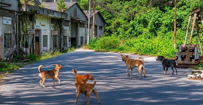 MBS Tawar Insentif Sehingga RM50 Untuk Penyerahan Anjing Terbiar